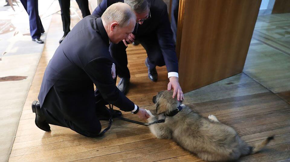 На фото изображен Владимир Путин и щенок Иллирийская овчарка Паша